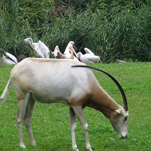 Scimitar Oryx and Pelicans