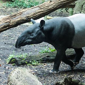 July. 2018 - Islands - Malayan Tapir