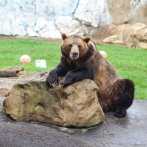 Jul. 2018 - Glacier Run - Brown Bear
