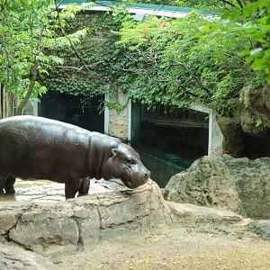 Jul. 2018 - Gorilla Forest - Pygmy Hippo Exhibit