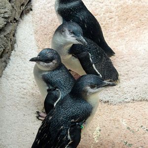 Jul. 2018 - Islands - Penguin Cove - Little Penguins