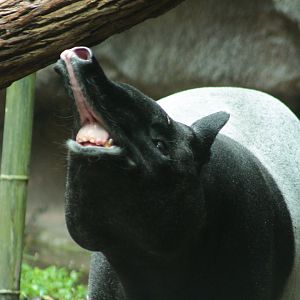 Jul. 2018 - Islands - Tapir Sniffing Around