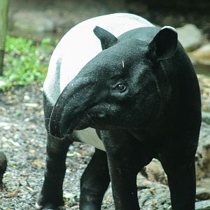 Jul. 2018 - Islands - Malayan Tapir