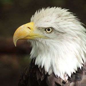 Jul. 2018 - Cats of the Americas - Bald Eagle
