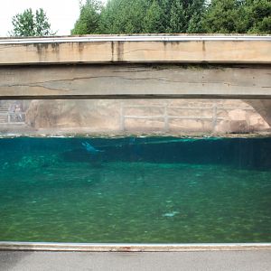 Jul. 2018 - Glacier Run - Sea Lion/Harbor Seal/Grey Seal Underwater Viewing