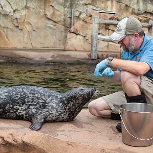 Jul. 2018 - Glacier Run - Harbor Seal Training