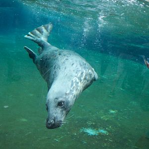 Jul. 2018 - Glacier Run - Grey Seal Feeding