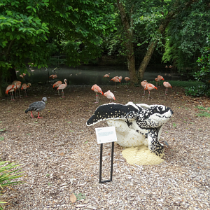 Jul. 2018 - South America - Chilean Flamingo/Crested Screamer Exhibit (Newly Expanded)