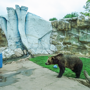 Jul. 2018 - Glacier Run - Main Bear Exhibit