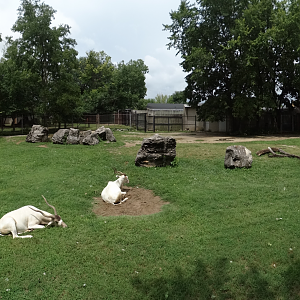 Jul. 2018 - Africa - Addax + Spurred Tortoise Exhibit Panorama