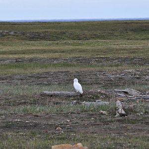 Snowy Owl - Alaska