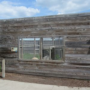 Black-backed Jackal Exhibit