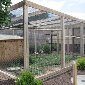 East African Crowned Crane/Black-throated Magpie Exhibit
