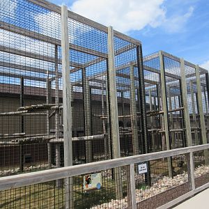 Red Ruffed Lemur + Mandrill Exhibits