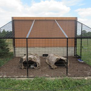 American Badgers - on cement