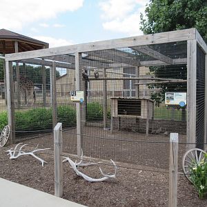 Kookaburra/Chukar Partridge Aviary