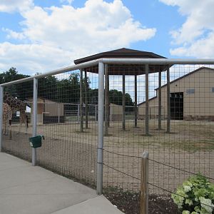 Reticulated Giraffe Exhibit