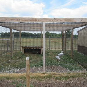 Demoiselle Crane Exhibit