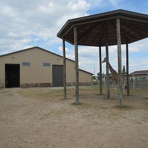 Reticulated Giraffe Exhibit