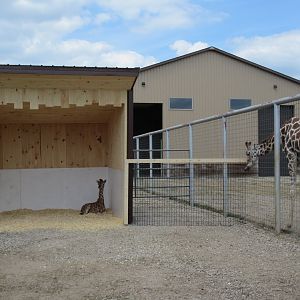 11 Day-Old Reticulated Giraffe