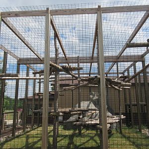 Black-handed Spider Monkey Exhibit