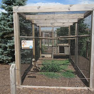Red-legged Seriema Exhibit