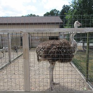 Ostrich Exhibit