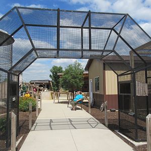 Eastern Rosella Exhibit