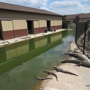45 American Alligators!