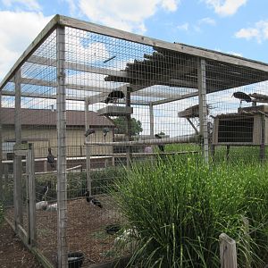 Abdim's Stork Exhibit