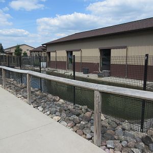 American Alligator Exhibit