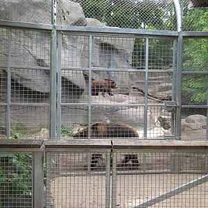 Grizzly Bear Exhibit - Training Wall