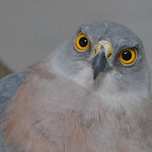 Fijian goshawk