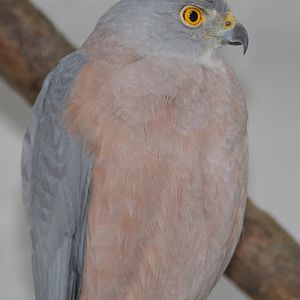 Fijian goshawk