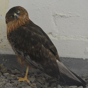 Pacific swamp harrier