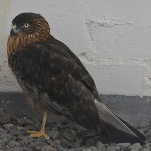 Swamp harrier.   Fiji