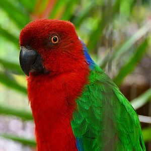Red shining-parrot.   Fiji