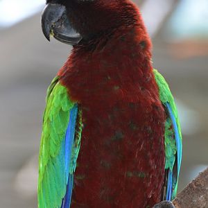 Red shining-parrot.   Fiji