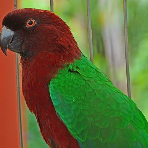 Red shining -parrot ?     Fiji