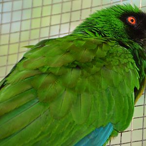 Masked shining-parrot.    Fiji