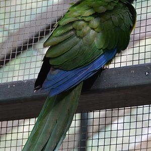 Masked shining-parrot.    Fiji