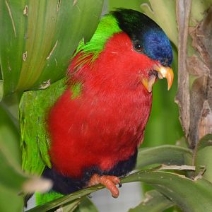 Collared lory.   Fiji