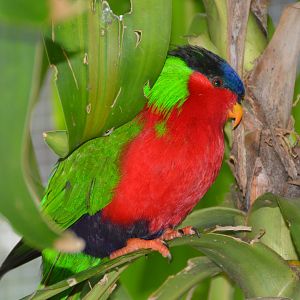 Collared Lory.    Fiji