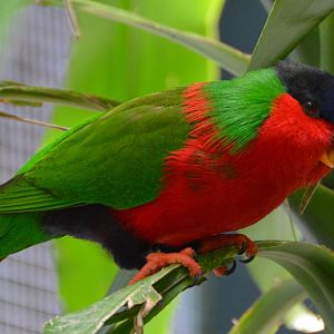 Collared lory.   Fiji