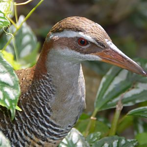 Banded rail.   Fiji