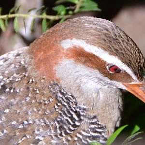 Banded rail.   Fiji