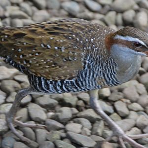 Banded rail.   Fiji
