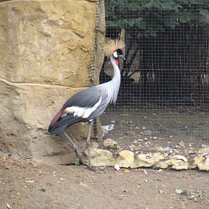 Grey crowned Crane