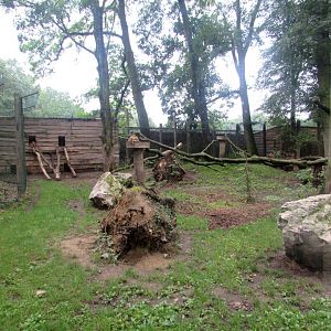 Eurasian Lynx enclosure