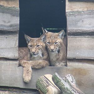 Two Eurasian Lynxes